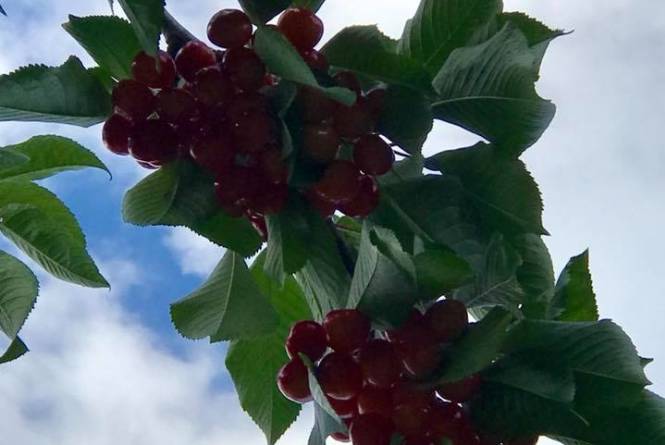 Cherry Connection/Edmondson Orchards