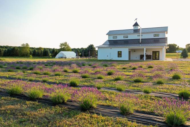 Elderberry Farms