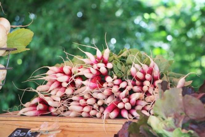 Lake Leelanau Farmers Market