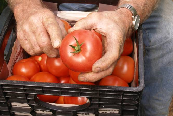 Dining - Wild Tomato