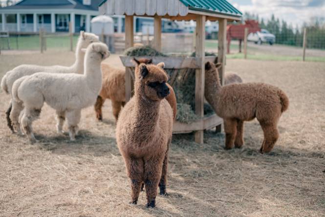 Alpaca Crias