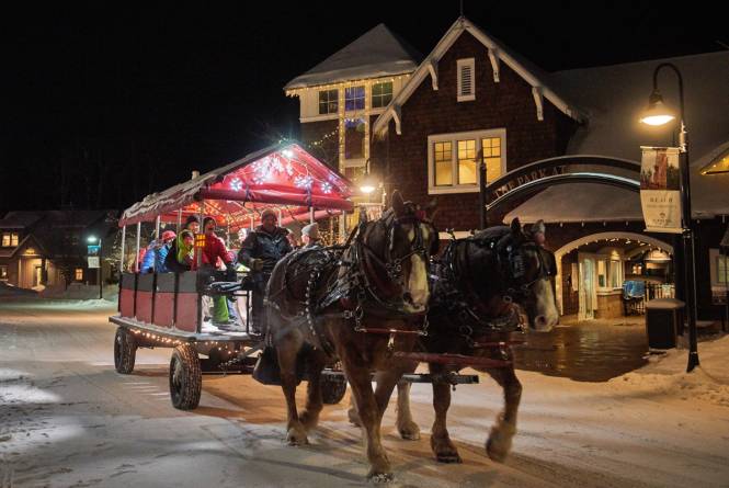 Horse Drawn Surrey RIdes