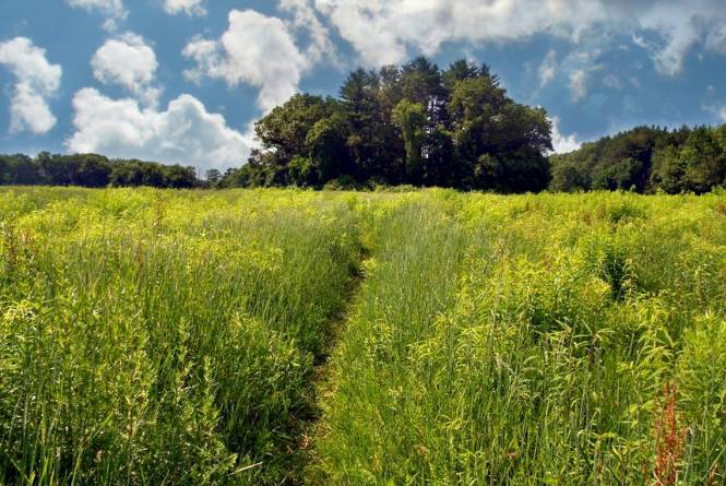 sedge meadow trail