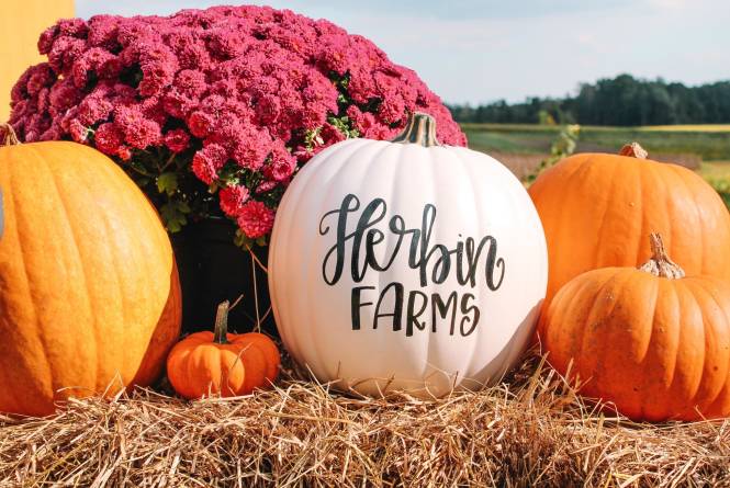 HF Pumpkins2