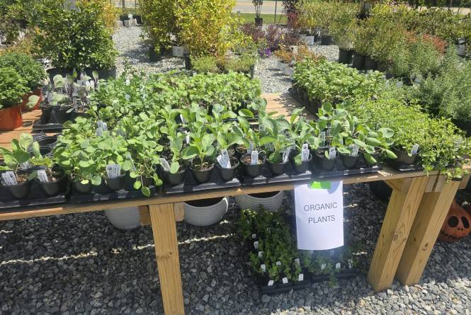 Little Sasquatch Farms and Garden