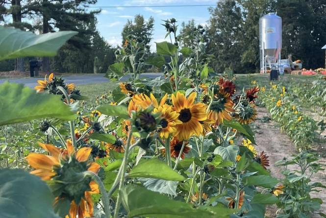 Fogleman Farm cover