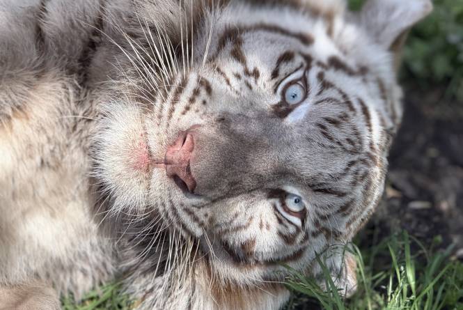 Tiger