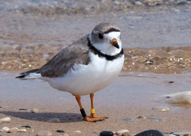 Adult Piping Plover, Courtesy of NPS
