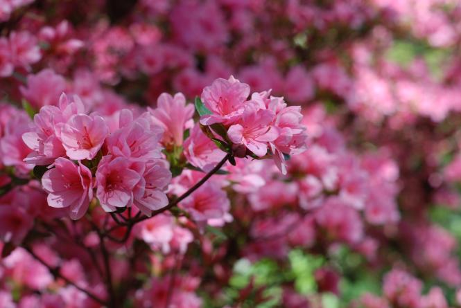 Pink azeleas in bloom at London Town