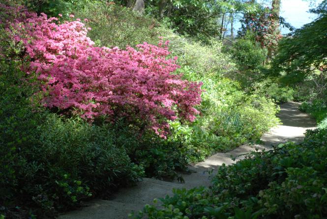 An azelea lined path at london Town