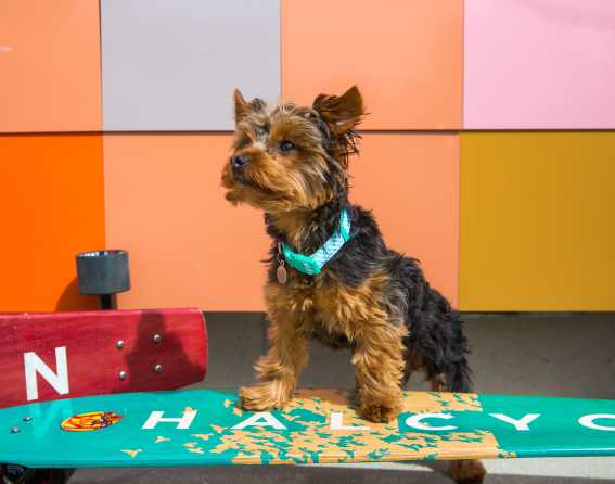 Cherry Creek North's dog-friendly hotels in Denver, Colorado