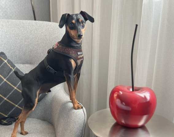 Cherry Creek North's dog-friendly hotels in Denver, Colorado