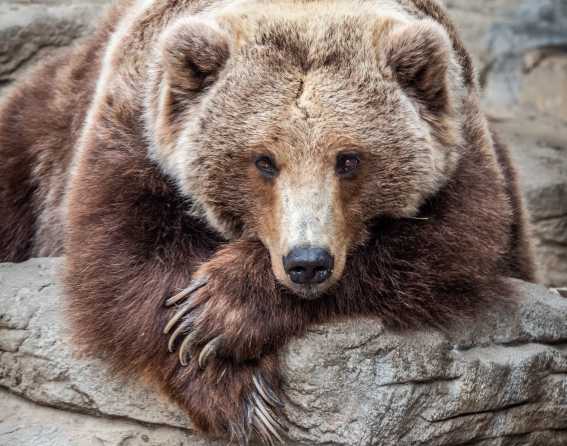 Denver Zoo's rescued grizzly bear