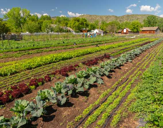 Community-supported agriculture at Denver Botanic Gardens Chatfield Farms