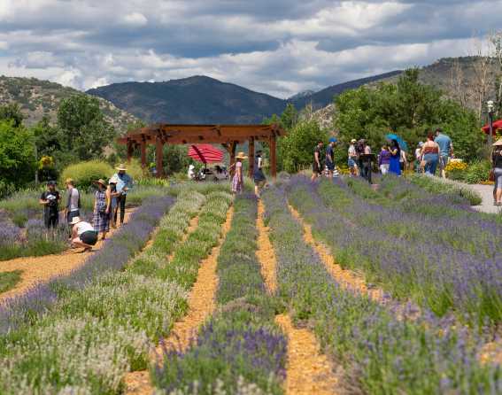 Rows of Lavender at Denver Botanic Gardens Chatfield Farms