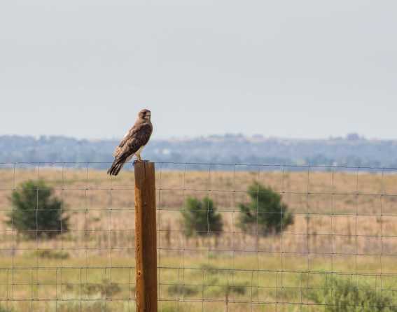 Eagle sitting on a post at Rocky Mountain Arsenal National Wildlife Refuge