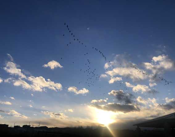Hundreds of birds flying in the evening sky at Bluff Lake Nature Center in Denver, Colorado.