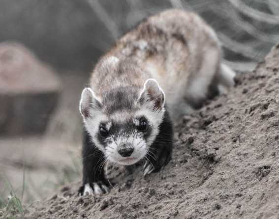 black-footed ferret near Denver