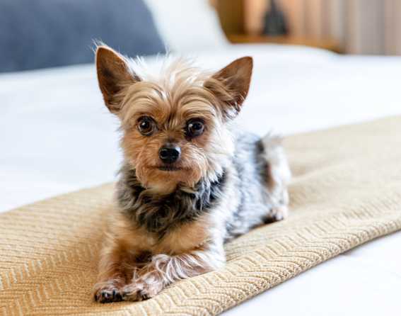 Cherry Creek North's dog-friendly hotels in Denver, Colorado