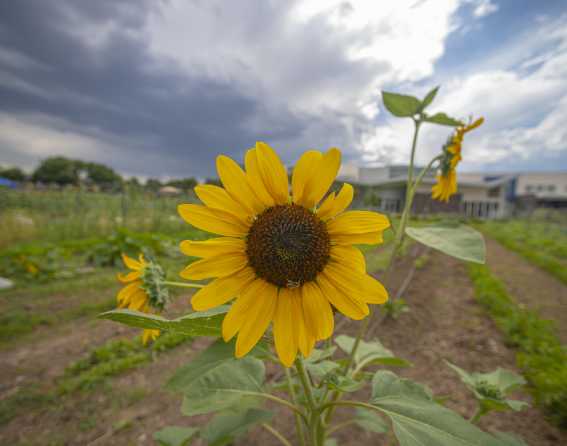 Sunflowers in the garden at Dahlia Campus for Health & Well-Being