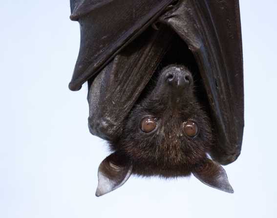 A bat hangs upside down at Denver Zoo Conservation Alliance.