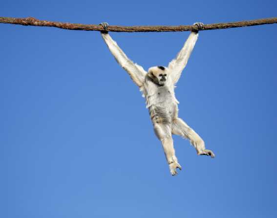 A gibbons monkey hangs from a branch at Denver Zoo Conservation Alliance.