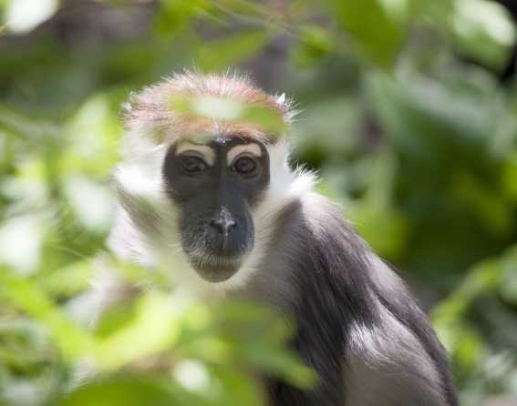 A portrait of a mangabey monkey at Denver Zoo Conservation Alliance.