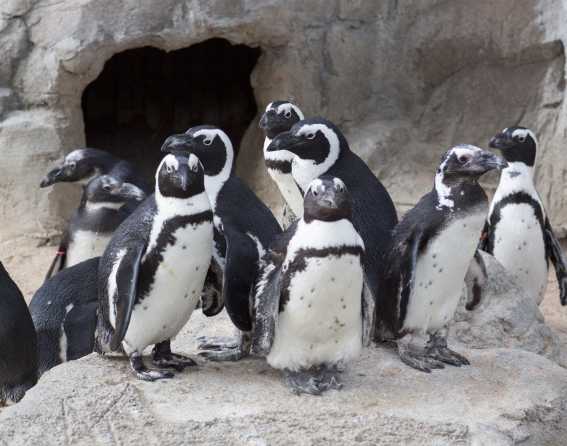 A waddle of penguins at Denver Zoo Conservation Alliance.