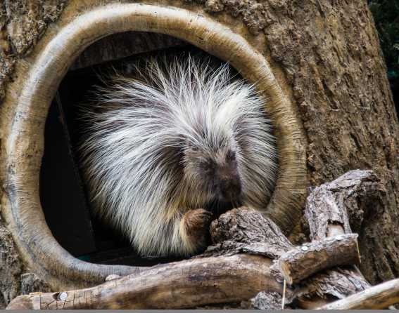 A porcupine in a den at Denver Zoo Conservation Alliance.