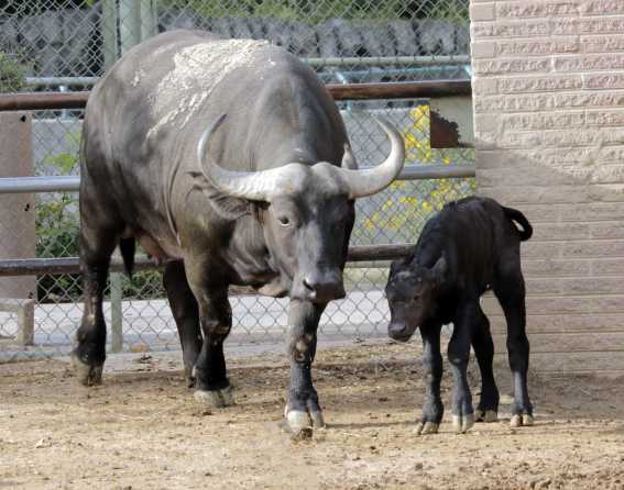 Cape buffalo baby at Denver Zoo