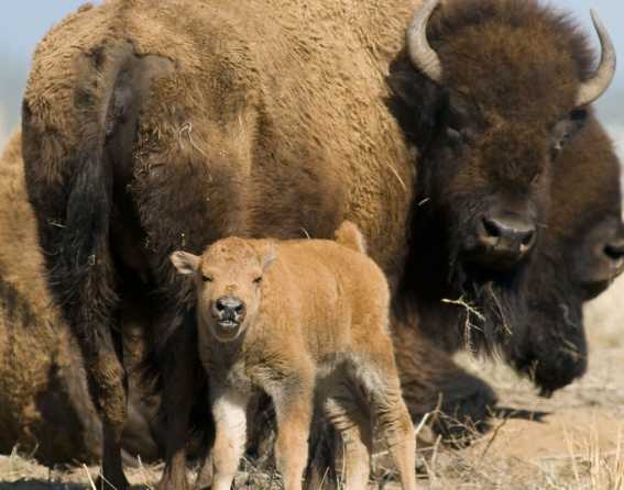 A red dog bison baby stands by their mother at Rocky Mountain Arsenal