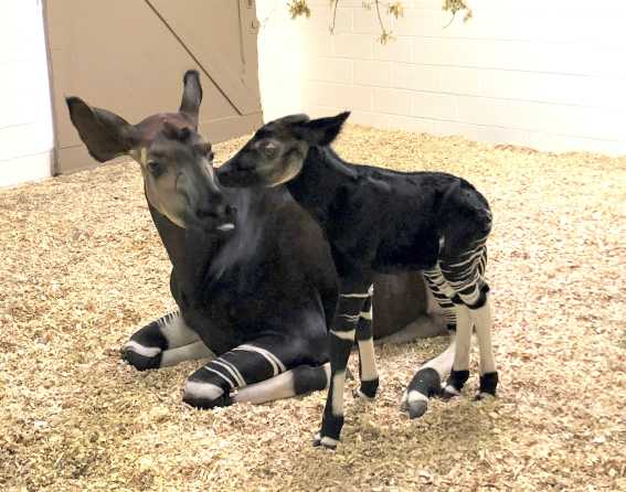 Okapi baby at Denver Zoo
