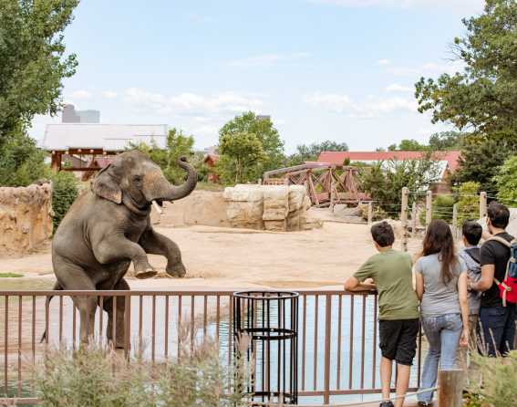 A group admires a young elephant as it rears up at Denver Zoo Conservation Alliance.