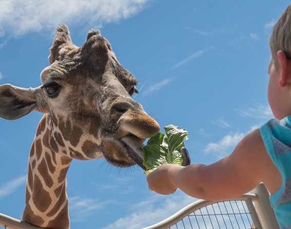 Kid feeding giraffe at the zoo