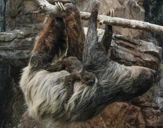 Baby sloth with its mother at Denver Zoo