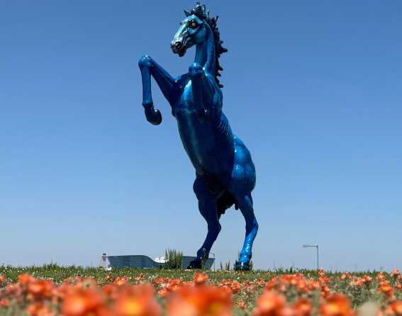 Blue Mustang is shown on a blue-sky day with orange flowers in the foreground
