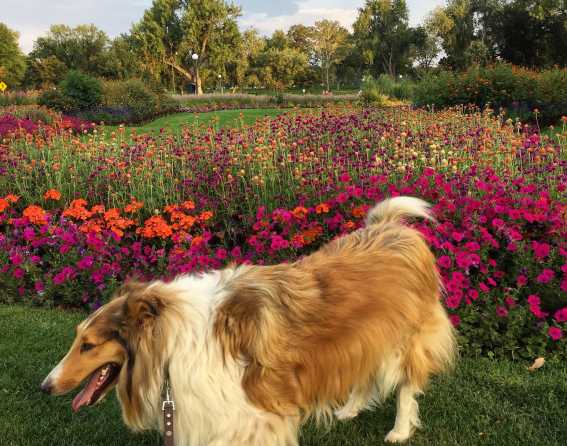 Dog in Denver's Washington Park.