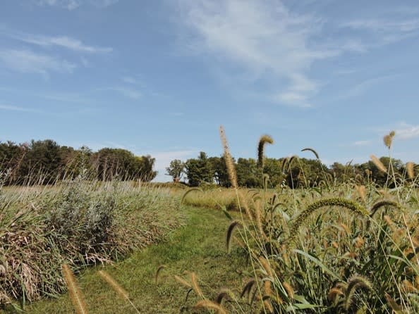 Ferguson forest preserve