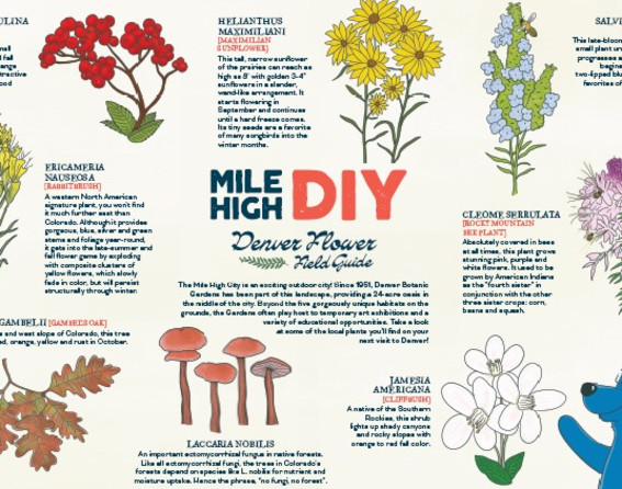 Mile High DIY_Field Guide