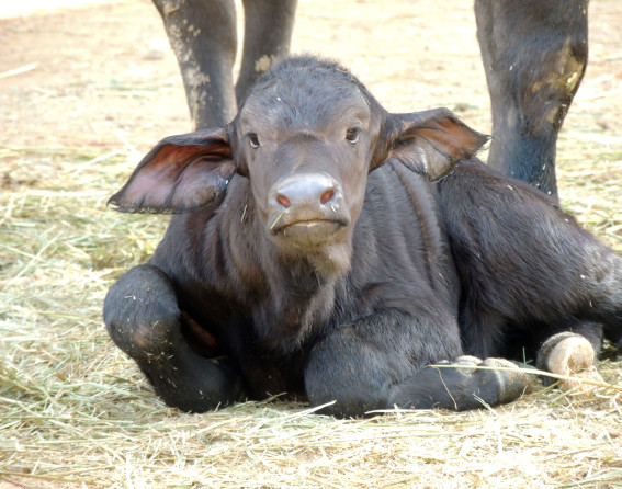 Cape buffalo baby at Denver Zoo