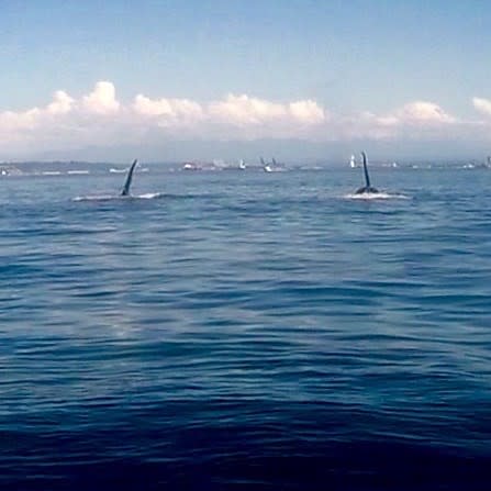 Orcas on a Monday morning