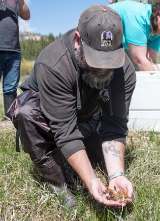 Boreal Toad Release