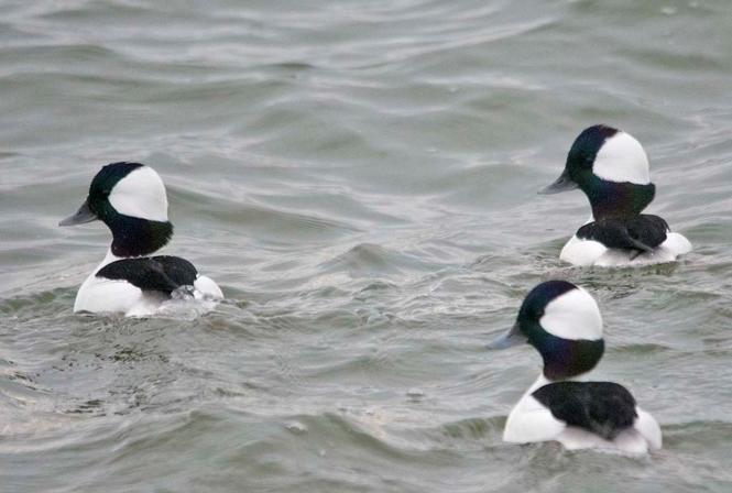 Bufflehead bobbing off Thomas Point this past December.