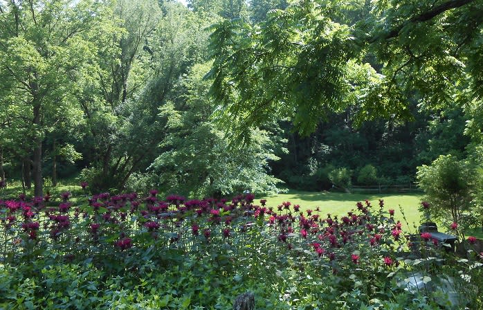 Flowers Blooming at Nixon County Park in York, PA