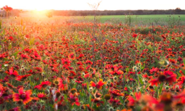 				Indian Blanket Wildflowers		