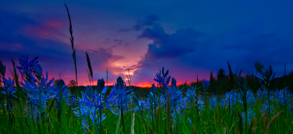 Camas Flowers