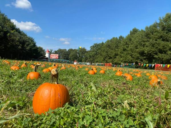 Clark's Farm Pumpkin Patch