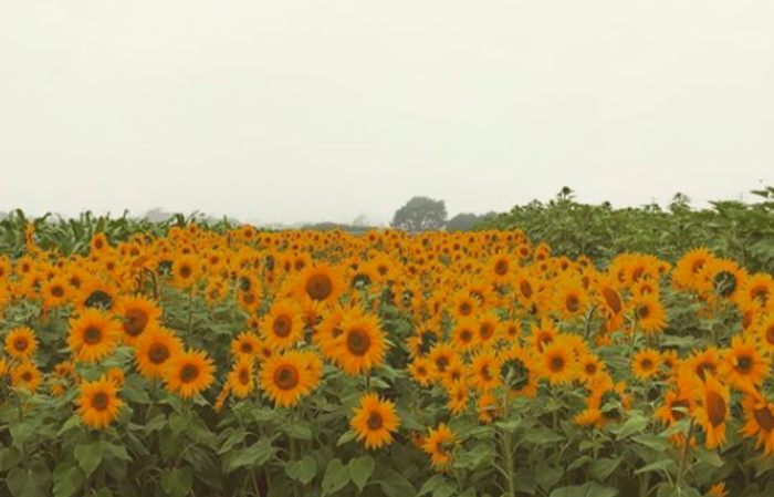 Sunflower field at Andreotti Family Farm in Half Moon Bay, California