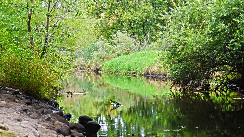 Still water surrounded by green grass and trees at Palmer Lake, Minnesota