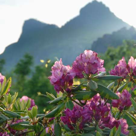 The Catawba Rhododendron